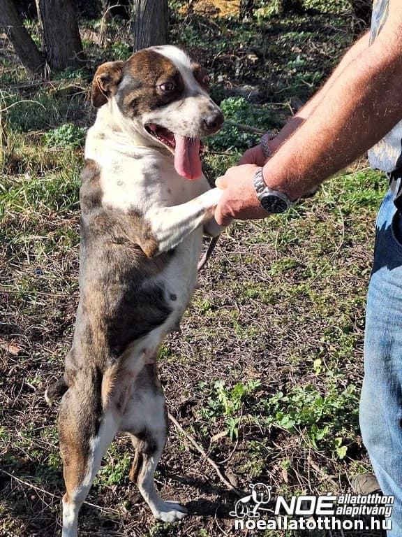 Lavina, Mixed Breed (Noé Állatotthon)