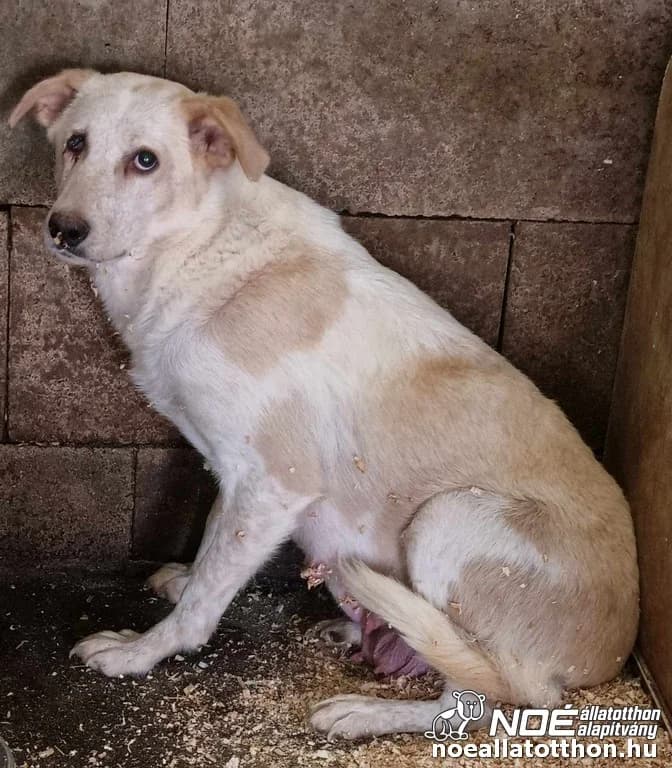 Lajosmizse mama, Mixed Breed (Noé Állatotthon)