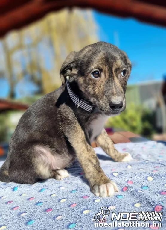 Lajosmizse Lackó, Mixed Breed (Noé Állatotthon)