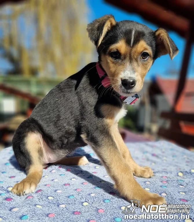 Lajosmizse Lizell, Mixed Breed (Noé Állatotthon)