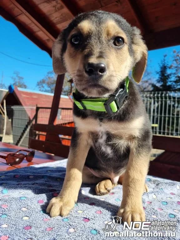 Lajomizse Laborc, Mixed Breed (Noé Állatotthon)