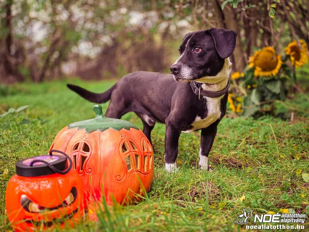Micky, Mixed Breed (Noé Állatotthon)