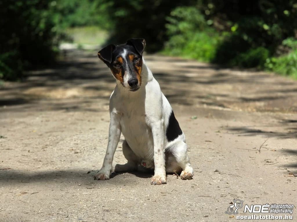 Koda, male 3yo Fox Terrier for adoption at Noé Állatotthon, Budapest