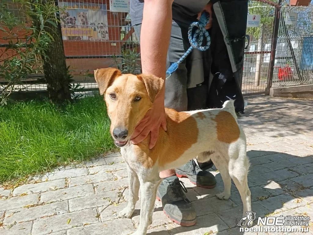 Bogyóka, male senior Fox Terrier for adoption at Noé Állatotthon, Budapest