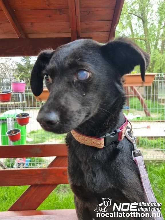 Hársfa, Mixed Breed (Noé Állatotthon)