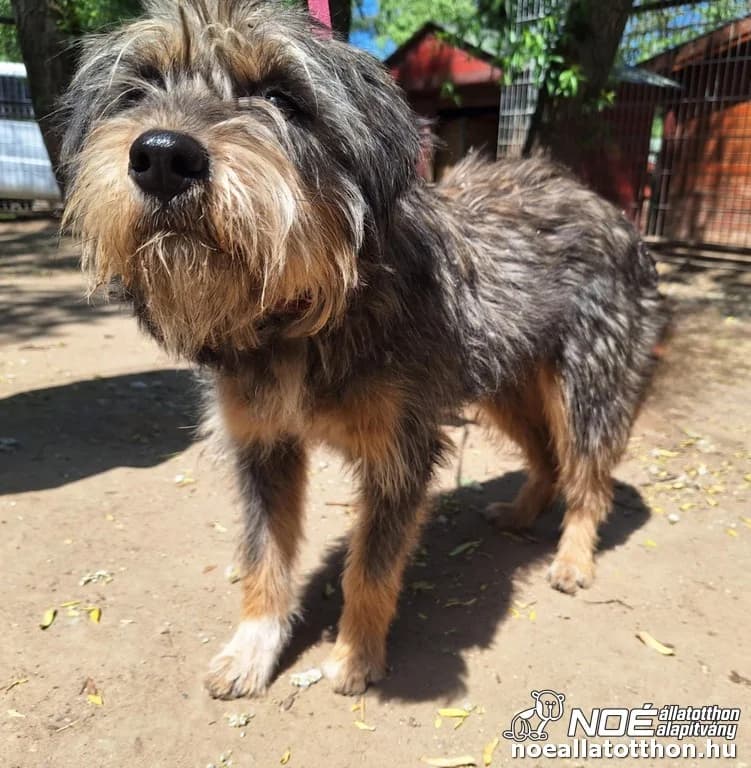 Susana, Mixed Breed (Noé Állatotthon)