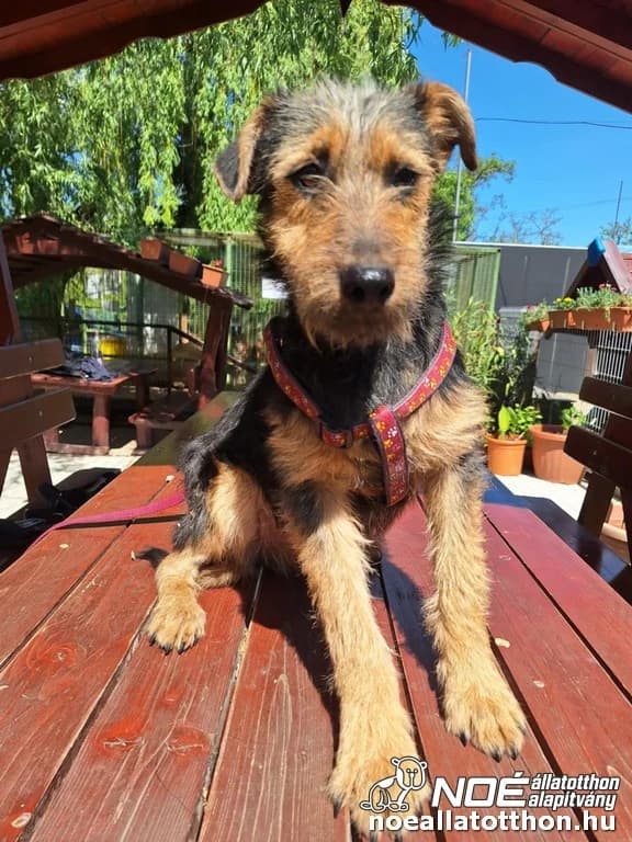 Sobor, Mixed Breed (Noé Állatotthon)