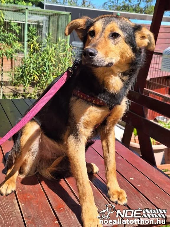Sebők, Mixed Breed (Noé Állatotthon)