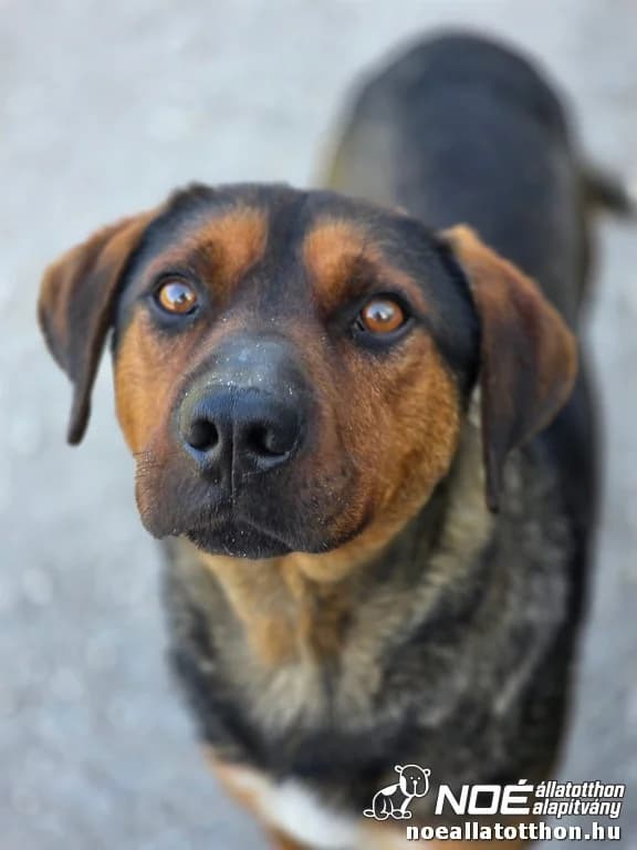 Mező Milka, Mixed Breed (Noé Állatotthon)