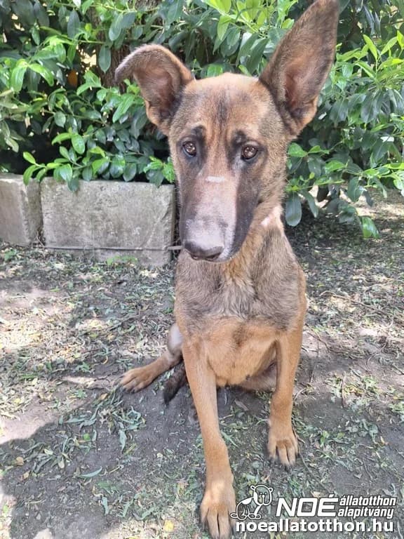 Orgoványi Evita, Mixed Breed (Noé Állatotthon)