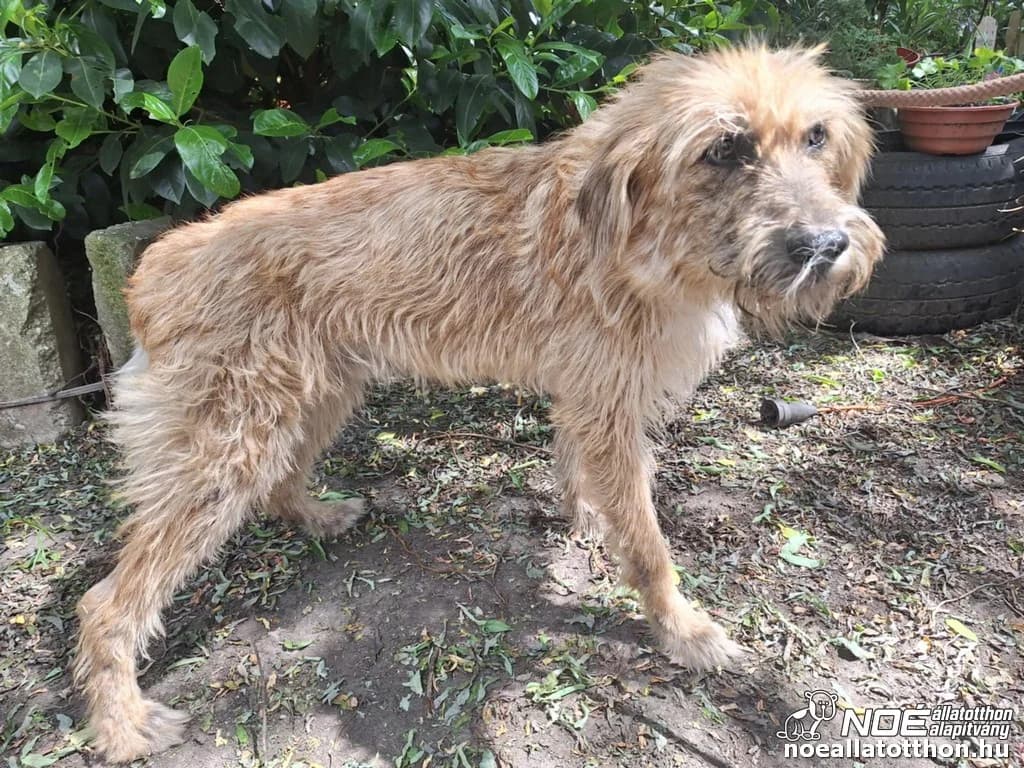 Orgoványi Yumo, Mixed Breed (Noé Állatotthon)