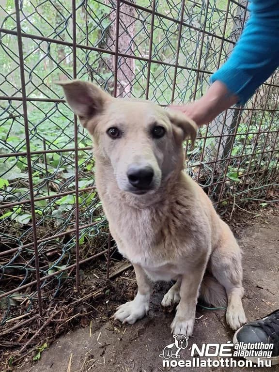Orgoványi Ronja, Mixed Breed (Noé Állatotthon)