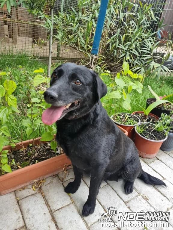 Bogár mama, Mixed Breed (Noé Állatotthon)
