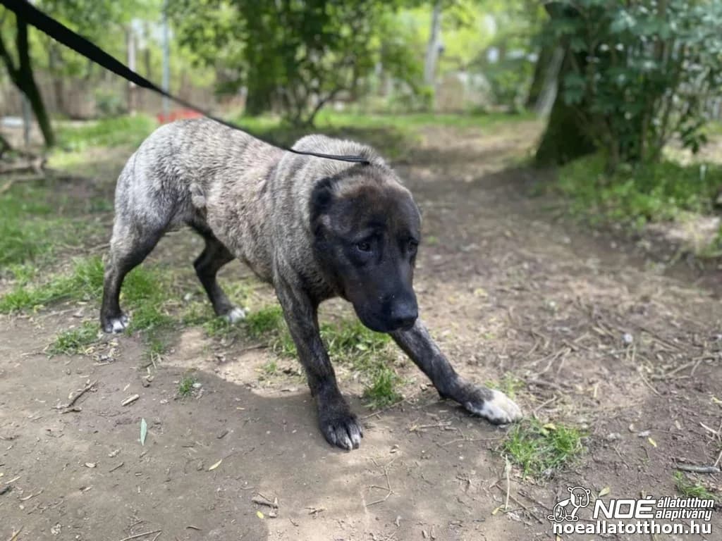 Nita, female 7yo Kangal for adoption at Noé Állatotthon, Budapest