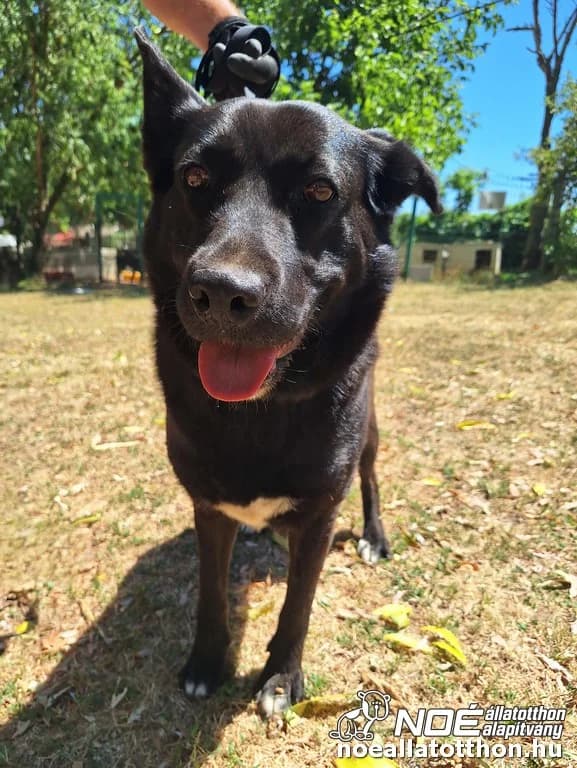 Eszterlánc, Mixed Breed (Noé Állatotthon)