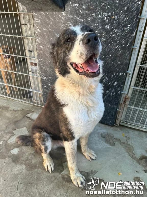 Athos, male 3yo Central Asian Shepherd Dog for adoption at Noé Állatotthon, Budapest