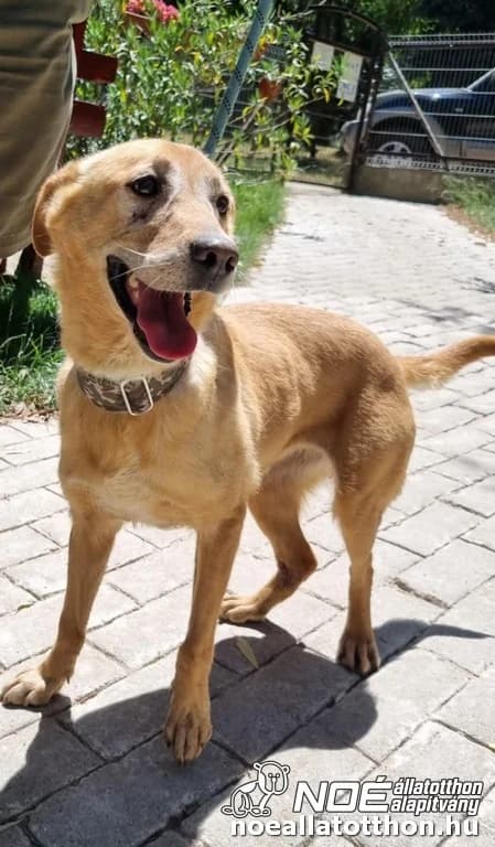 Labubu, Mixed Breed (Noé Állatotthon)