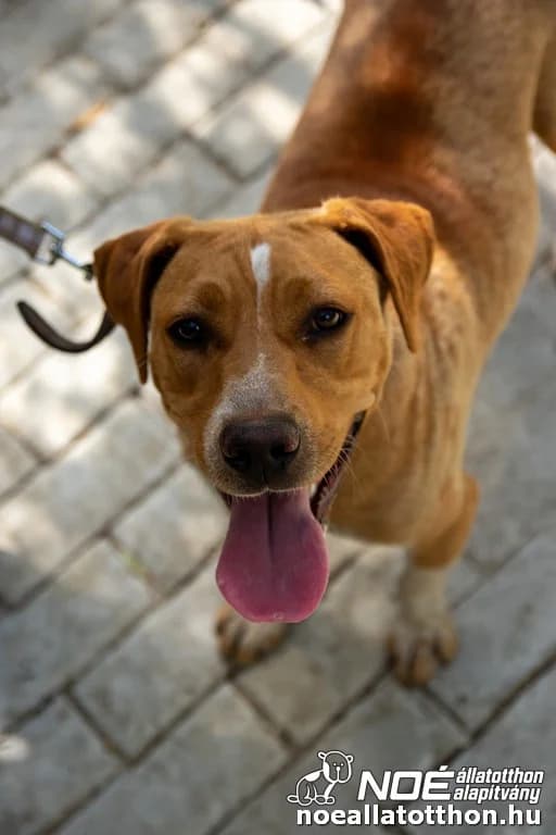 Esmeralda, Mixed Breed (Noé Állatotthon)