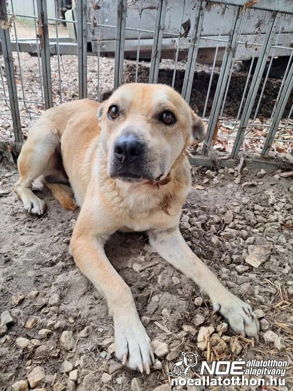Sirály, Mixed Breed (Noé Állatotthon)