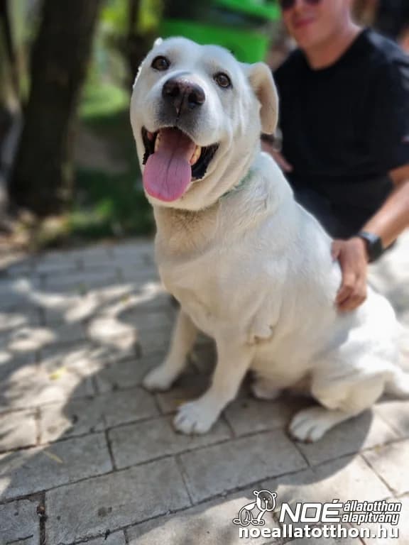 Domi, male senior Labrador Retriever for adoption at Noé Állatotthon, Budapest
