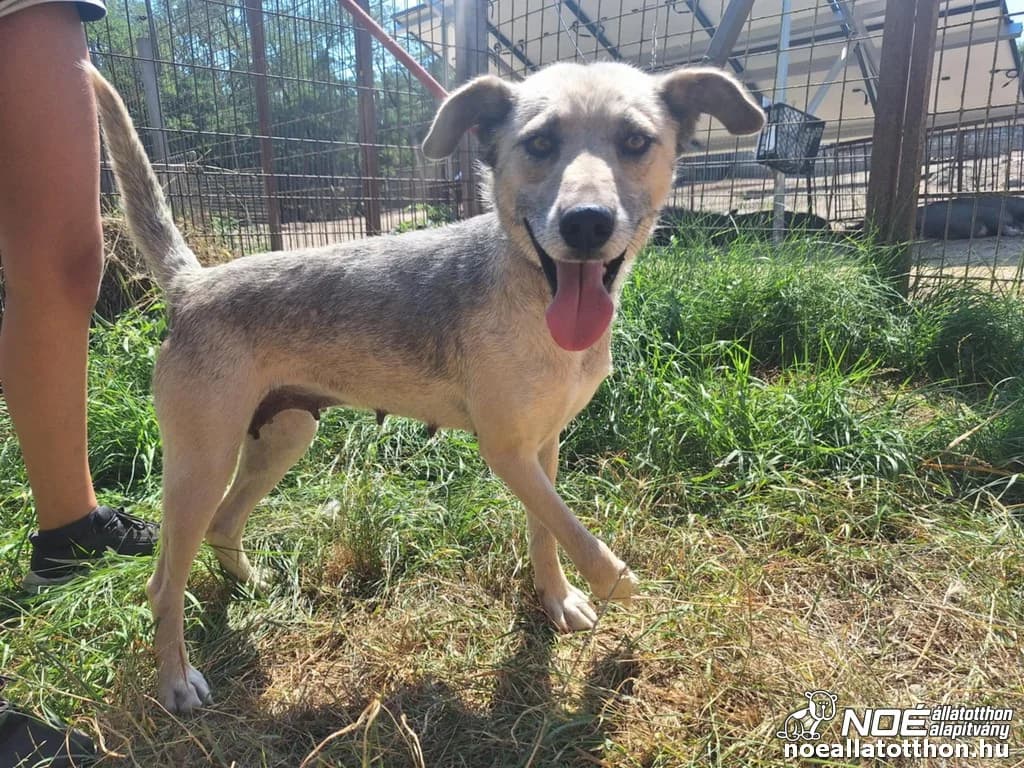 Maca mama, Mixed Breed (Noé Állatotthon)