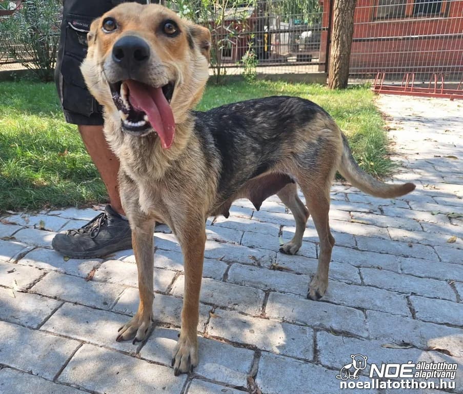 Őrgrigád Dorci, Mixed Breed (Noé Állatotthon)