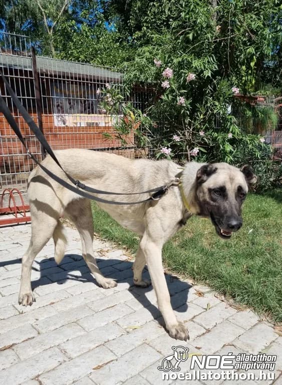 Olga, female young Kangal for adoption at Noé Állatotthon, Budapest