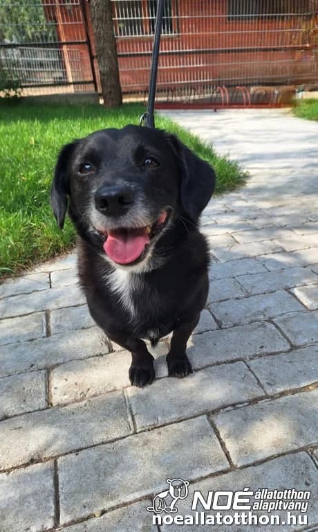Bodo, Mixed Breed (Noé Állatotthon)