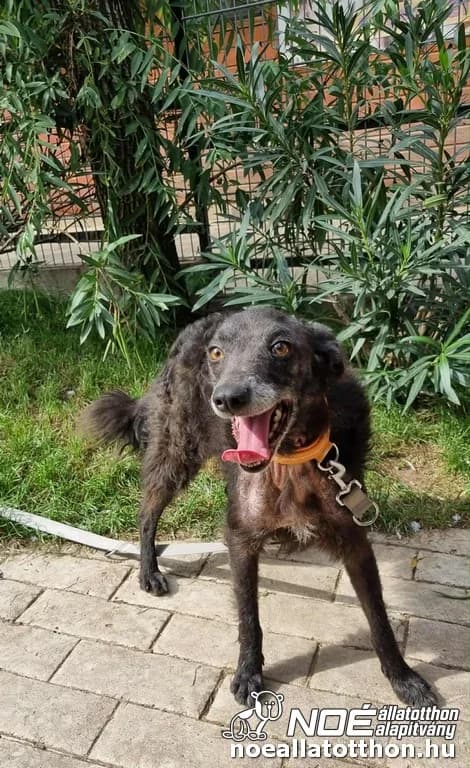 Szép Heléna, Mixed Breed (Noé Állatotthon)