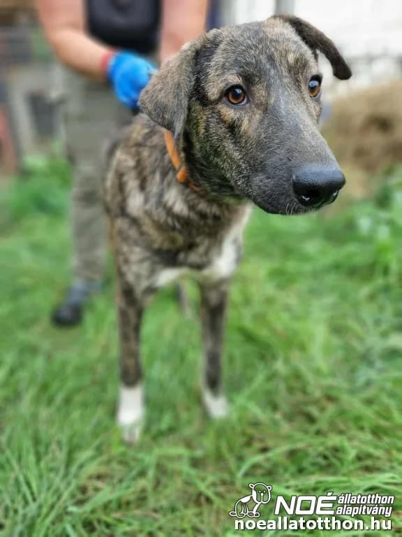 Vagabond, Mixed Breed (Noé Állatotthon)