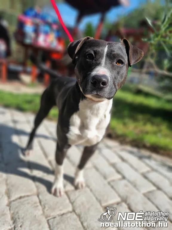 Zsoli, male young Mixed Breed for adoption at Noé Állatotthon, Budapest