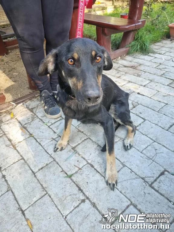 Kisköre mama, Mixed Breed (Noé Állatotthon)