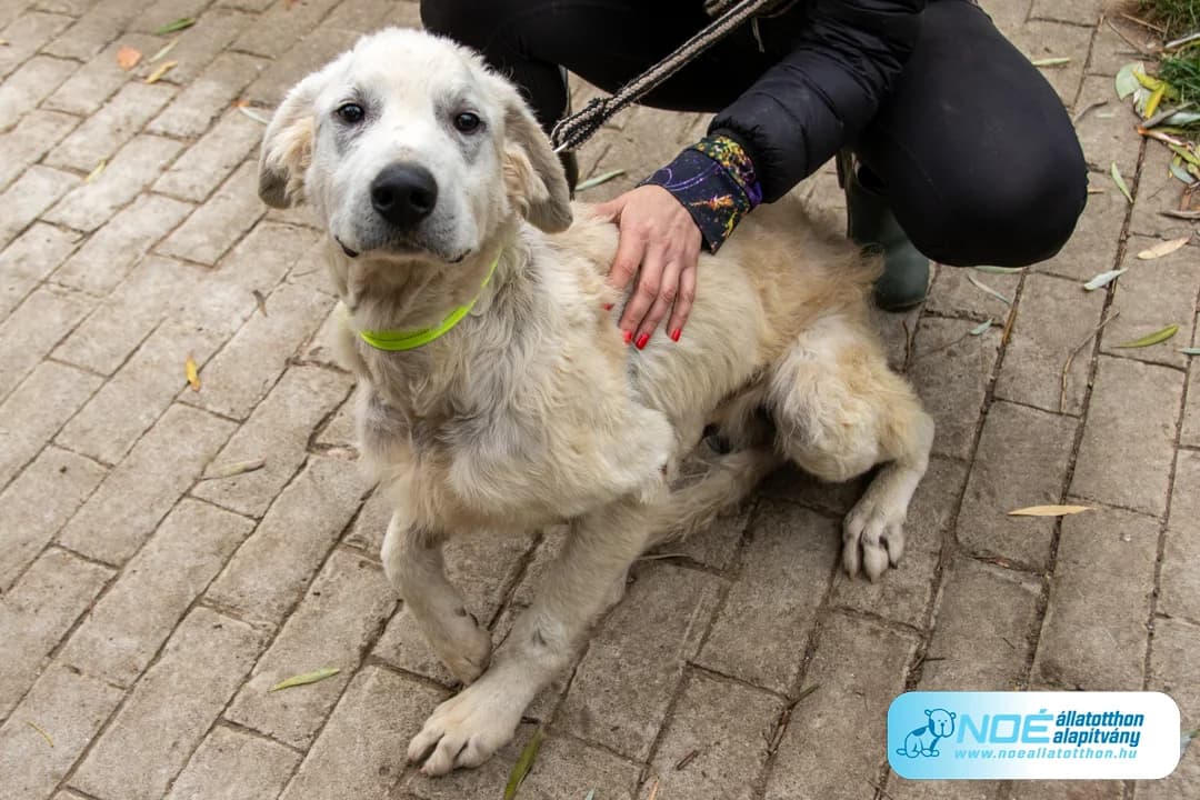 Blanko, Mixed Breed (Noé Állatotthon)