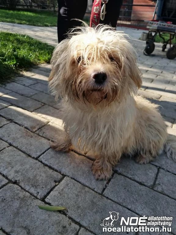 Kispesti Licsi, Mixed Breed (Noé Állatotthon)