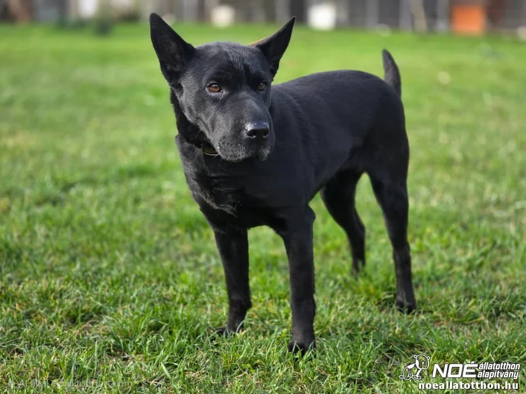 Marley, female 4yo Shar Pei for adoption at Noé Állatotthon, Budapest