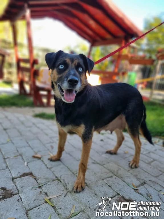 Zafír mama, Mixed Breed (Noé Állatotthon)