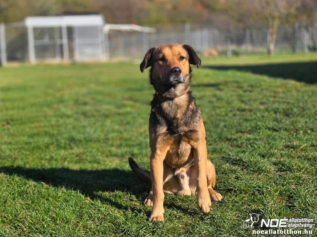 Heves Moha - gazdijelöltes!