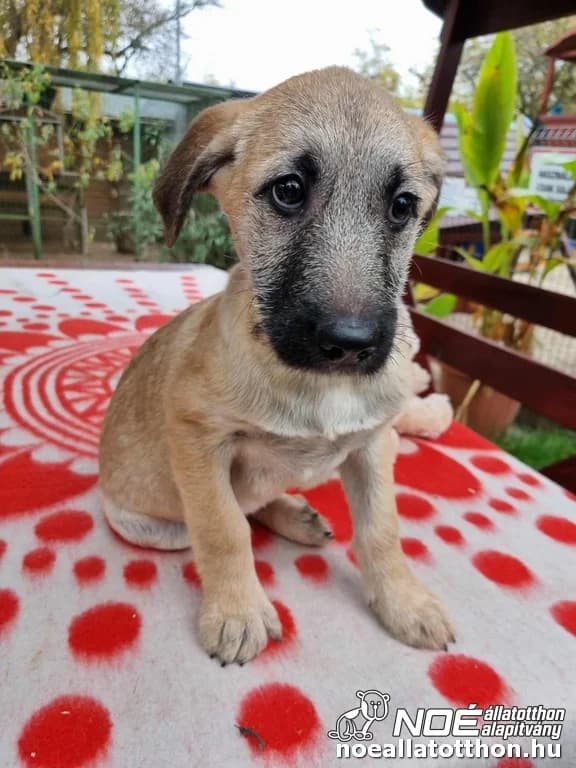 Kisköre Mark, Mixed Breed (Noé Állatotthon)