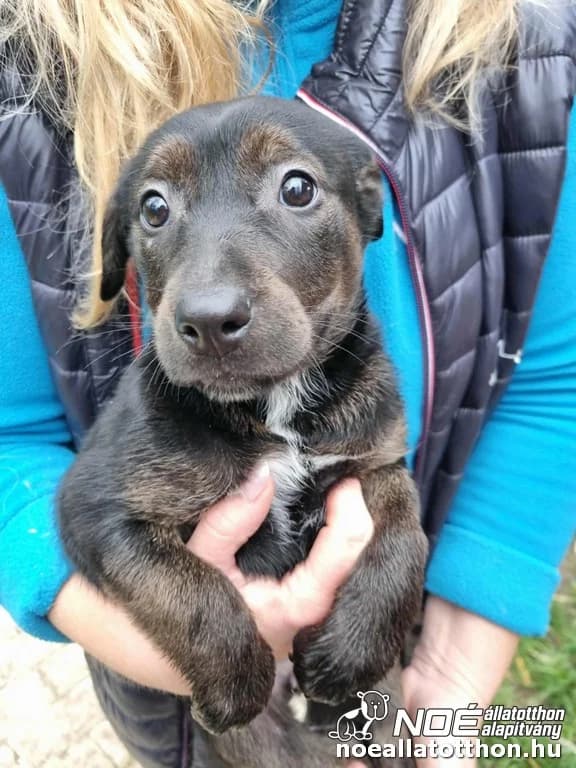 Holdfény Sugárka, female puppy Mixed Breed for adoption at Noé Állatotthon, Budapest