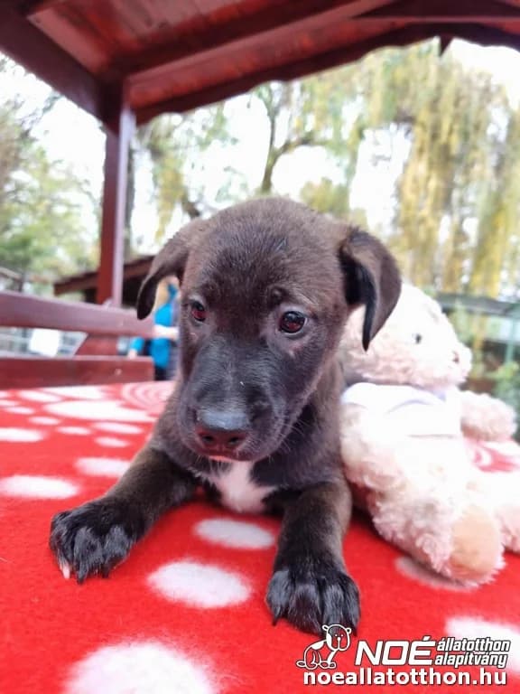 Holdfény Mágus, male puppy Mixed Breed for adoption at Noé Állatotthon, Budapest