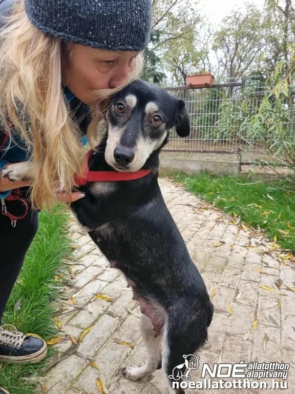 Holdfény mami, Mixed Breed (Noé Állatotthon)