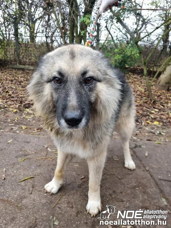Ricsi, male 3yo Caucasian Shepherd Dog for adoption at Noé Állatotthon, Budapest