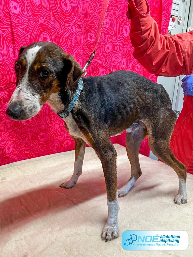 Besnyői Baldó photo 2