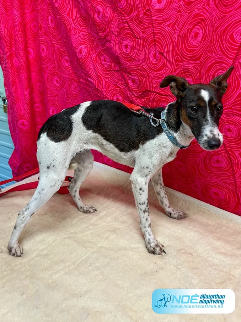 Besnyői Bebóra photo 2