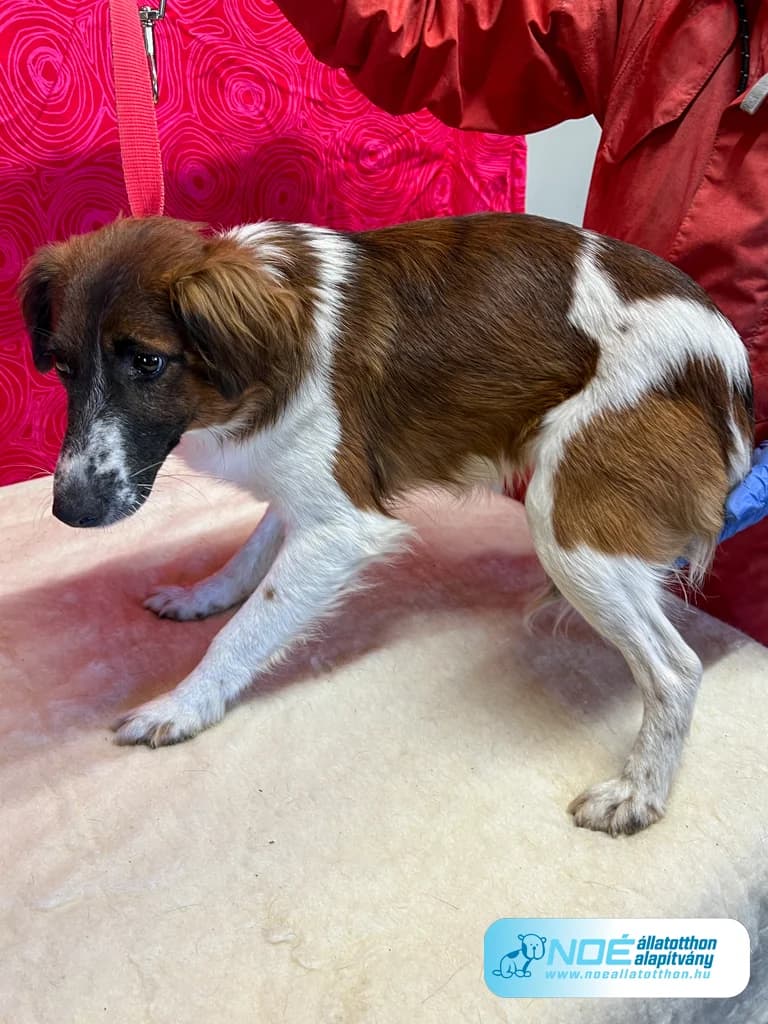 Besnyői Bogumil photo 2