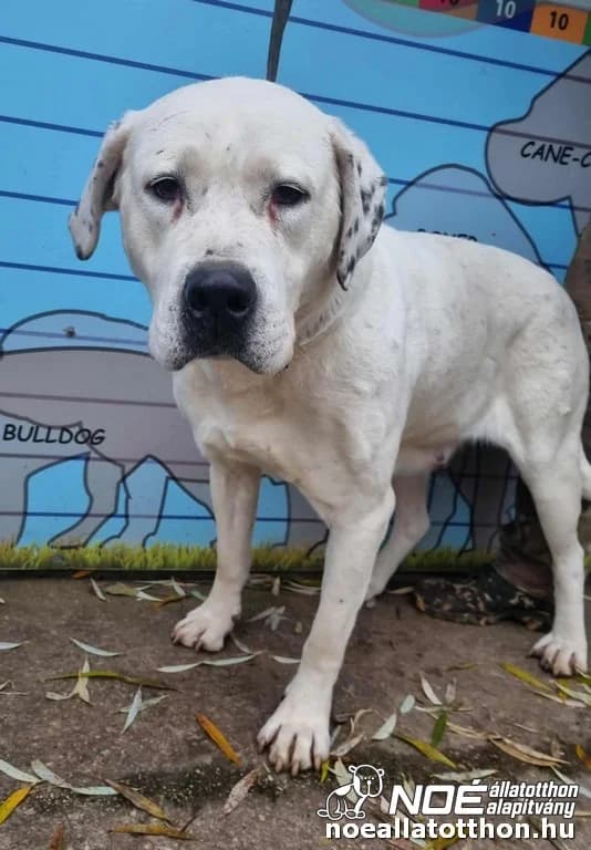 Fehér Hattyú photo 2