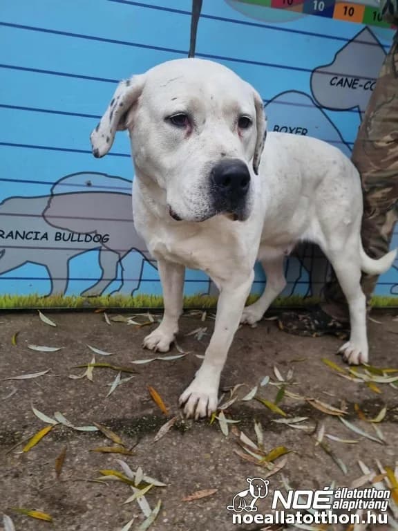 Fehér Hattyú photo 3