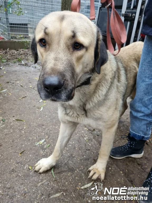 Csömöri Aldó photo 2