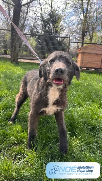 Csupaszép Csegő photo 2