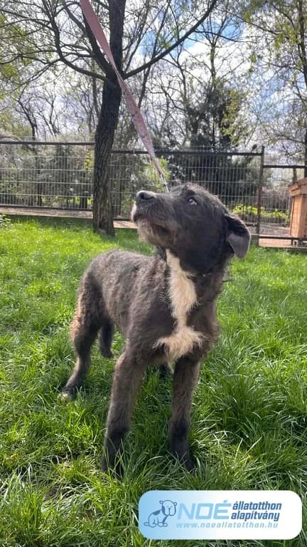 Csupaszép Csegő photo 3